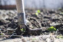 De oplossing tegen stagestress; tuinieren